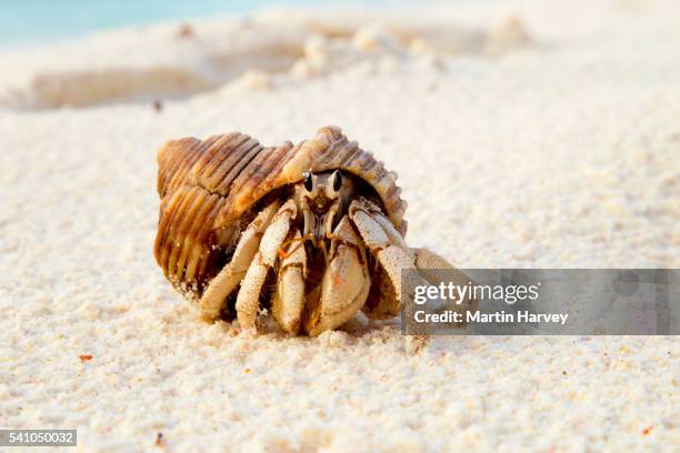 hermit crab (anomura spp) on the sea shore.cousine island.seychelles - hermit crab stock pictures, royalty-free photos & images