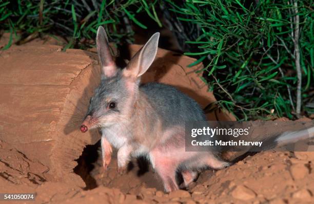 endangered bilby in australia - marsupial stock pictures, royalty-free photos & images