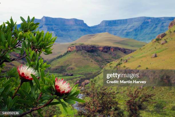 protea cafira.south africa - natal foto e immagini stock