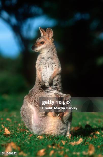 red-necked wallaby and joey in australia - wallaby joey stock pictures, royalty-free photos & images