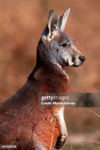 red kangaroo in australia - rufus martin stock pictures, royalty-free photos & images