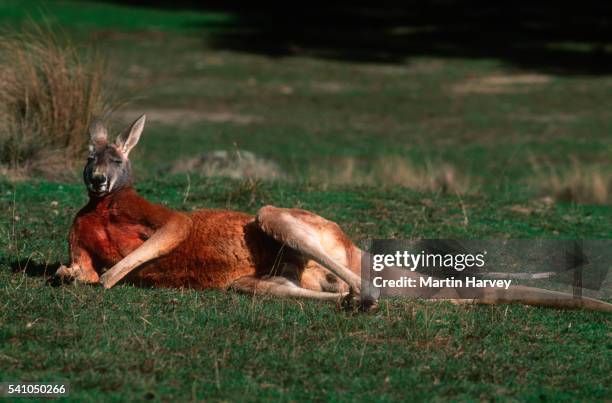 male red kangaroo lying down in australia - rufus martin stock pictures, royalty-free photos & images