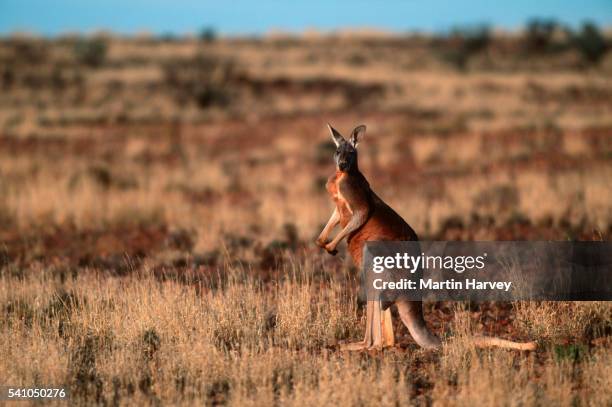 male red kangaroo in australian desert - rufus martin stock pictures, royalty-free photos & images