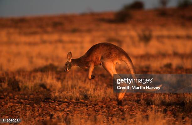male red kangaroo in australian desert - rufus martin stock pictures, royalty-free photos & images