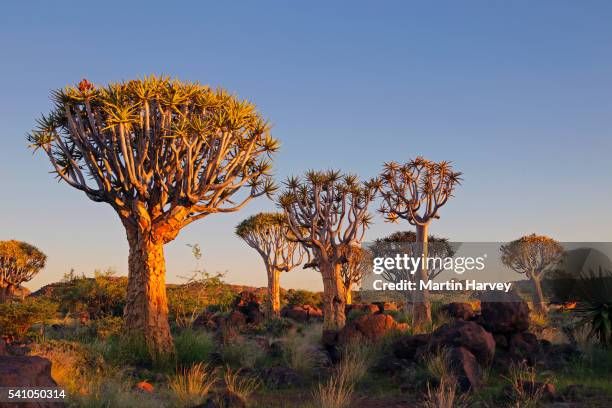 quiver tree at sunrise (aloe dichotoma)namibia - quiver tree stock pictures, royalty-free photos & images