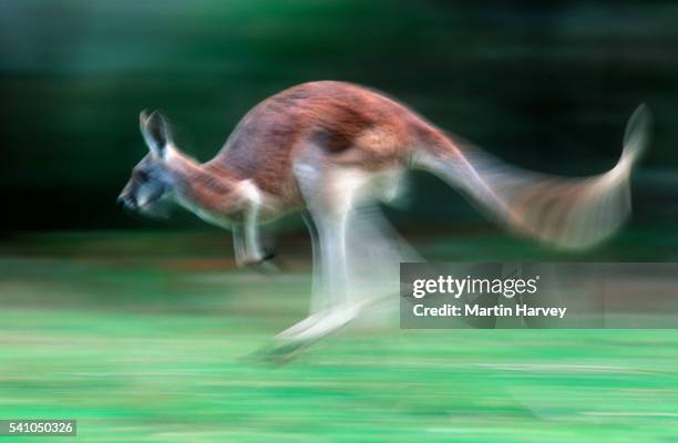 hopping red kangaroo in australia - rufus martin stock pictures, royalty-free photos & images