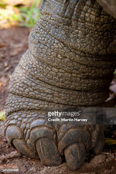 leg of giant tortoise (geochelone gigantea). vulnerable species. seychelles - animal limb stock pictures, royalty-free photos & images