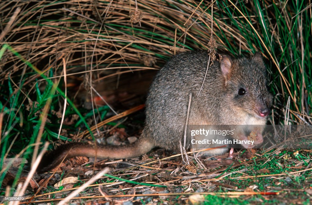 Brush-Tailed Bettong in Grass