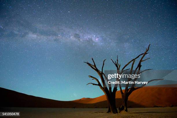 milky way over dead acacia tree. dead vlei,soussvlei,namibia - dead vlei namibia fotografías e imágenes de stock