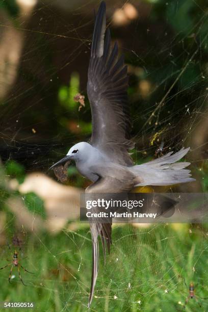 common noddy tern (anous stolidus) trapped in a spiders web. seychelles - noddy tern bird stock pictures, royalty-free photos & images