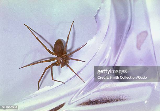 The Brown Recluse spider, Loxosceles reclusa, has a distribution throughout North America, 1962. Though death due to a Brown Recluse bite is rare,...