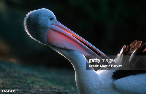 australian pelican preening - preen stock pictures, royalty-free photos & images