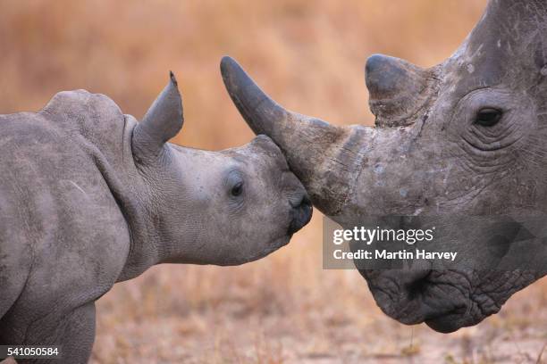baby white rhinoceros and mother (ceratotherium simum). south africa - animals kissing stockfoto's en -beelden