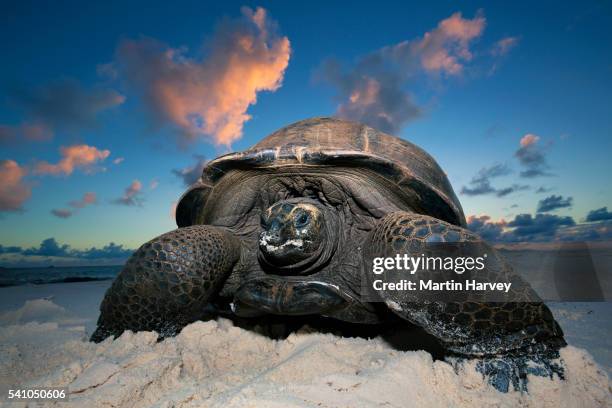 giant tortoise (geochelone gigantea) on beach.seychelles - seychelles stock pictures, royalty-free photos & images