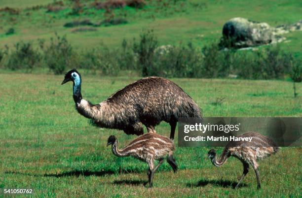 two young emus grazing with adult - emú fotografías e imágenes de stock