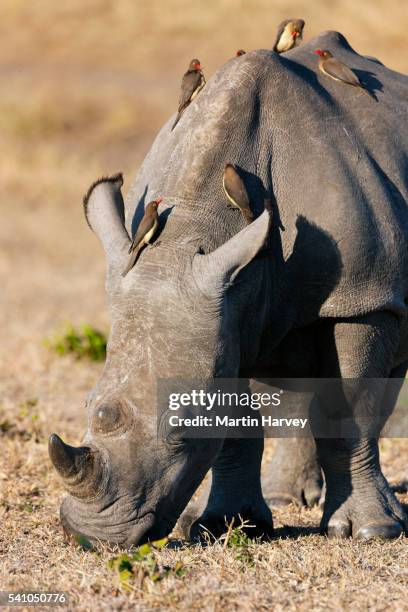 red-billed oxpecker (buphagus erythrorhynchus) on a white rhinoceros (ceratotherium simum).south afr - rhinoceros bildbanksfoton och bilder