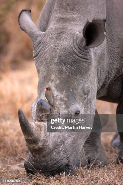 red-billed oxpecker (buphagus erythrorhynchus) on a white rhinoceros (ceratotherium simum).south afr - rhinoceros stock pictures, royalty-free photos & images