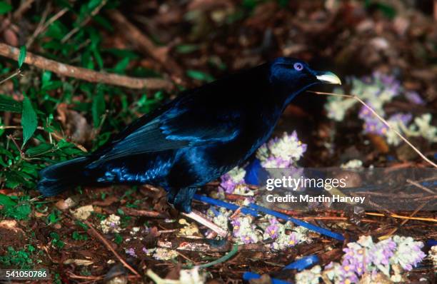 satin bowerbird standing with flowers - satin bowerbird stock pictures, royalty-free photos & images