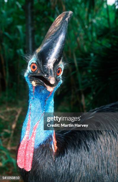alert adult common cassowary - casoar photos et images de collection