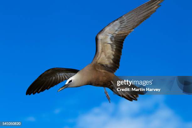 common noddy tern (anous stolidus) in flight. seychelles - noddy tern bird stock pictures, royalty-free photos & images