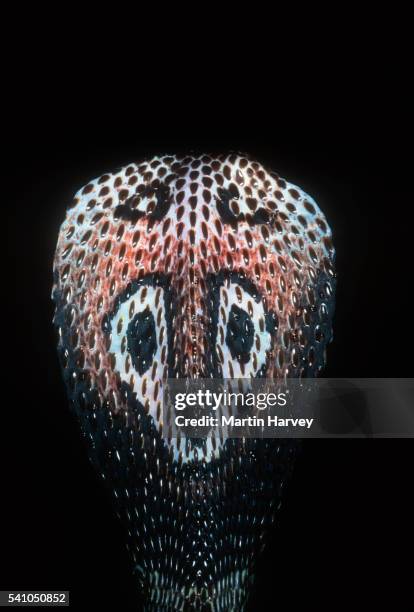 indian cobra with markings on head - cobra stock pictures, royalty-free photos & images