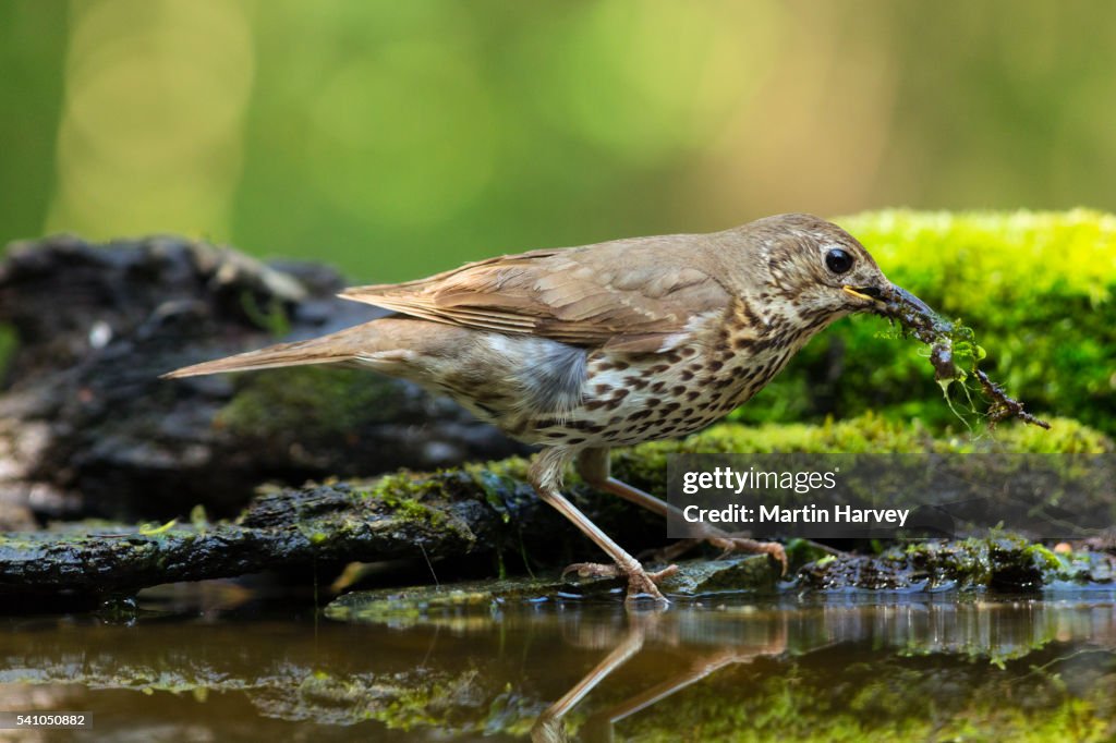 Song thrush(Turdus philomelos)