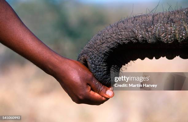 feeding african elephant in zimbabwe - elefantenrüssel stock-fotos und bilder