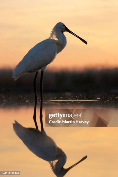 eurasian spoonbill(platalea leucorodia) - spoonbill stock pictures, royalty-free photos & images