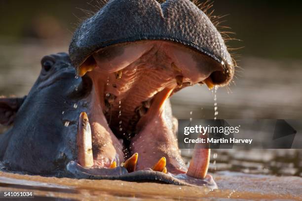 hippopotamus. (hippopotamus amphibius) south africa - hippopotamus teeth stock pictures, royalty-free photos & images