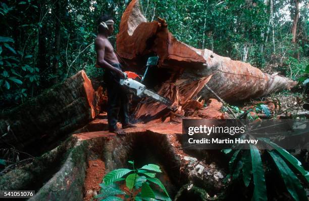 cutting trees in rainforest on borneo - elektrosäge stock-fotos und bilder