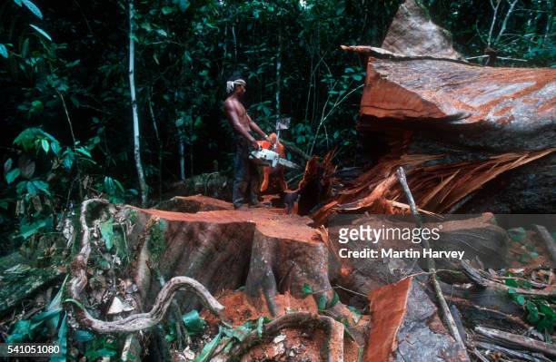 cutting trees in rainforest on borneo - elektrosäge stock-fotos und bilder