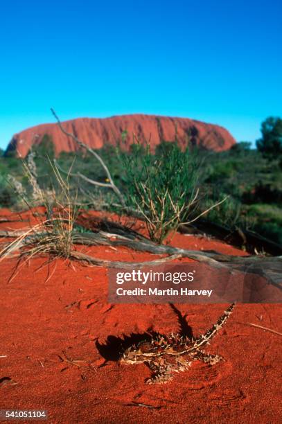 thorny devil near ayers rock - diabo espinhoso imagens e fotografias de stock