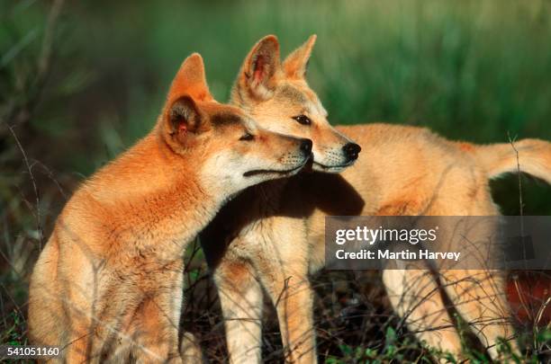 1116 Dingos Stock Photos High Biology Diagrams