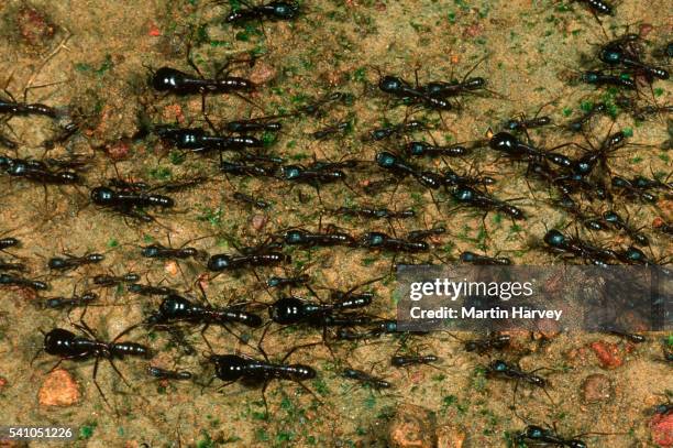 marching army ants - ants marching stock pictures, royalty-free photos & images