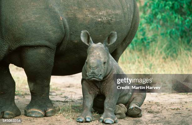 white rhino (ceratotherium simum) and young calf. endangered species.south africa - white rhinoceros stock pictures, royalty-free photos & images