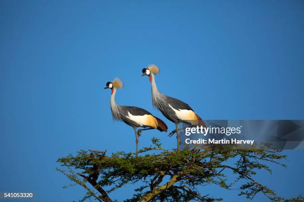 crowned crane in kenya - endangered species bird stock pictures, royalty-free photos & images