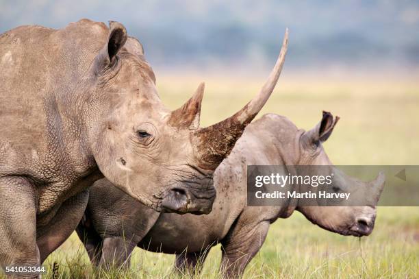 white rhino.(ceratotherium simum) female and calf. lake nakuru national park. kenya - con cuernos fotografías e imágenes de stock