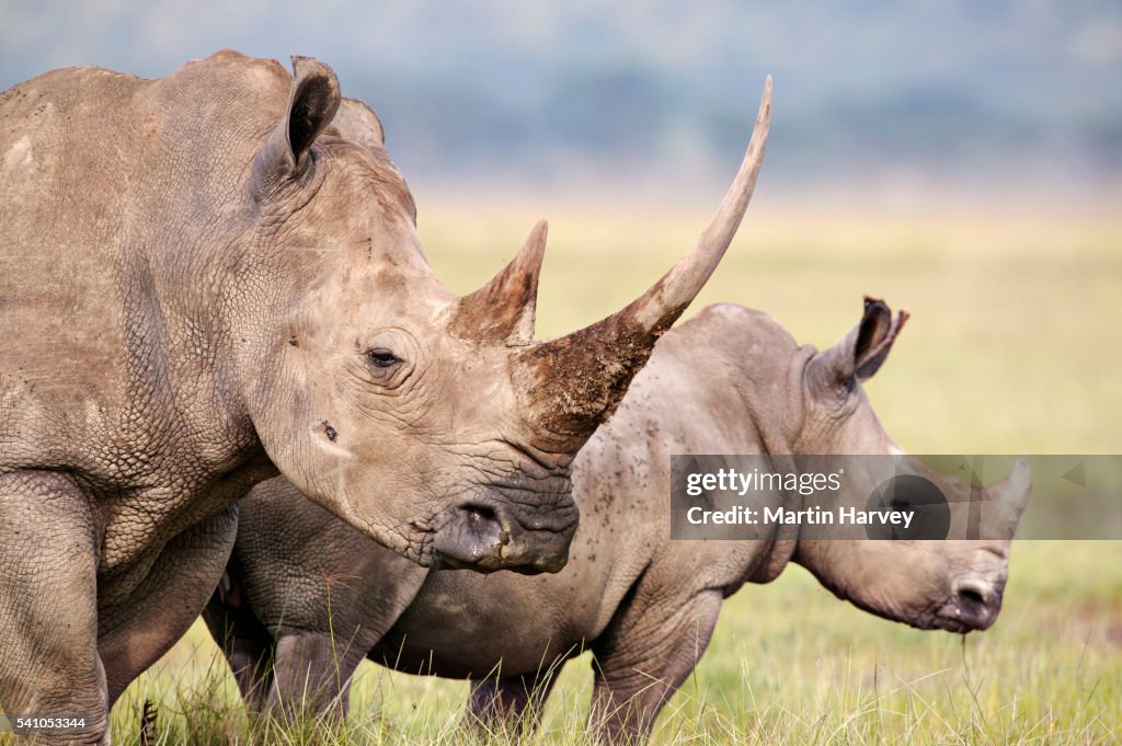 White Rhino.(Ceratotherium simum) Female and calf. Lake Nakuru National Park. Kenya