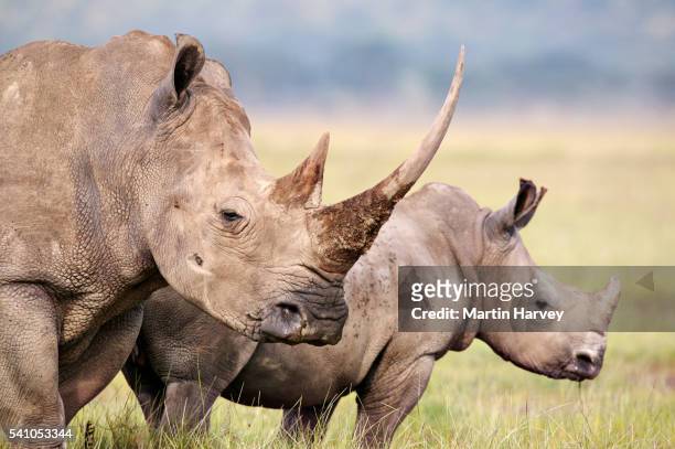 white rhino.(ceratotherium simum) female and calf. lake nakuru national park. kenya - white rhinoceros stock pictures, royalty-free photos & images