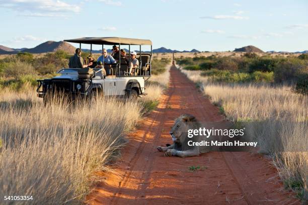 tourists in a game drive vehicle looking at a male lion lying the road in the kalahari.south africa - south namibia stock pictures, royalty-free photos & images