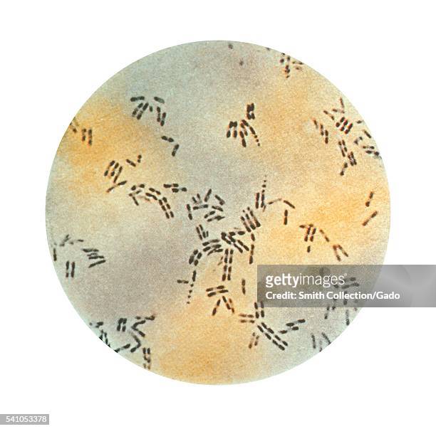 This illustration depicts a photomicrographic view of Corynebacterium pseudodiphtheriticum bacteria using the Gram-stain technique, 1975. Though...