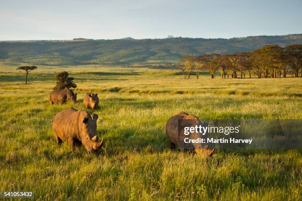 white rhinoceros (ceratotherium simum). endangered species.lewa wildlife conservancy.kenya - rhinos stock pictures, royalty-free photos & images