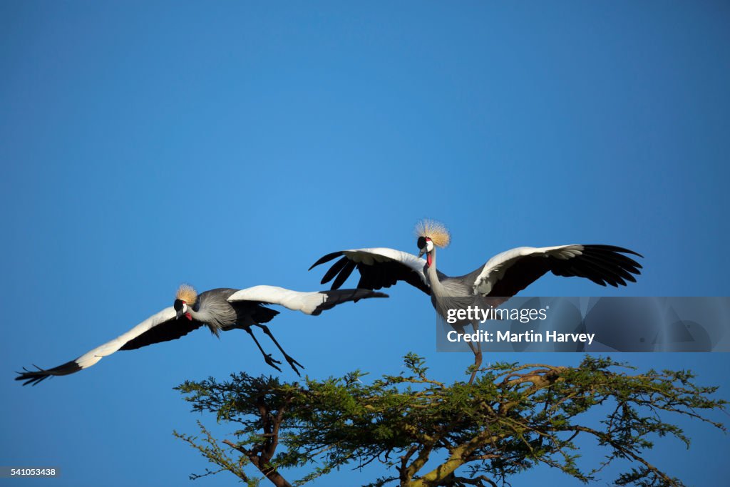Crowned Crane in Kenya