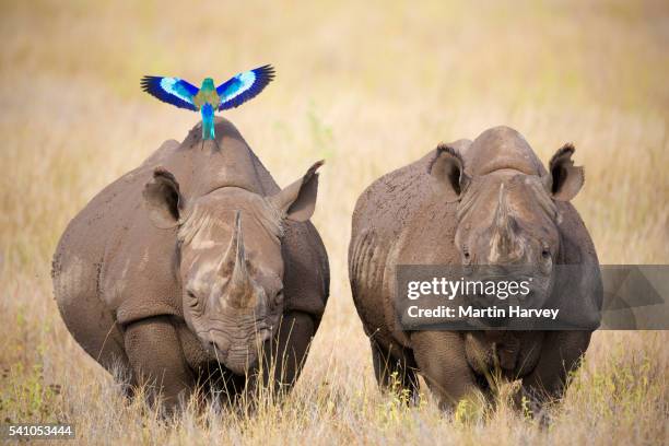 black rhinoceros (diceros bicornis) - small group of animals stock pictures, royalty-free photos & images