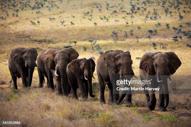 small herd of african elephants - animals following stock pictures, royalty-free photos & images