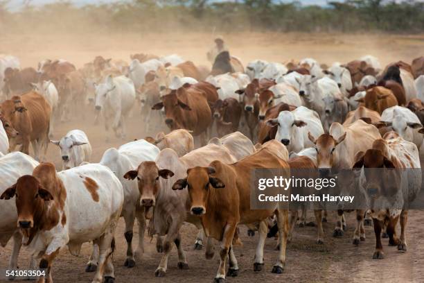 boran cattle in kenya - wild cattle stock-fotos und bilder