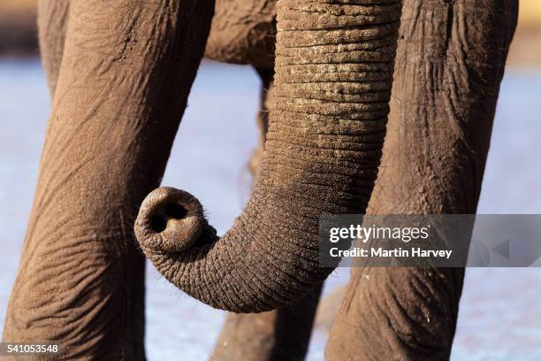 close-up of african elephant (loxodonta africana) trunk - elefantenrüssel stock-fotos und bilder