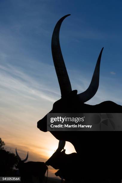 ankole-watusi cattle - ankole cattle stock pictures, royalty-free photos & images