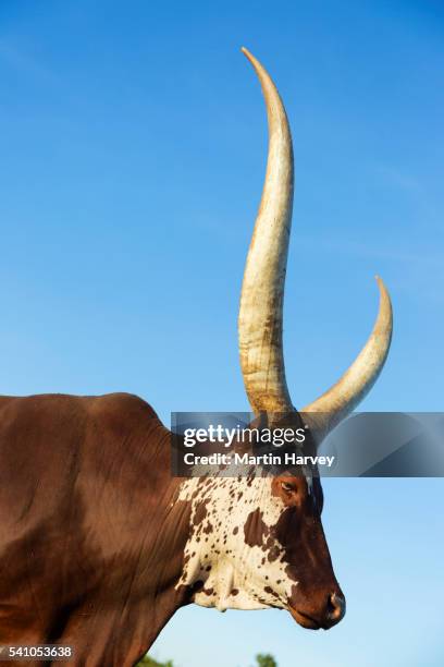 ankole-watusi cattle - ankole cattle stock pictures, royalty-free photos & images