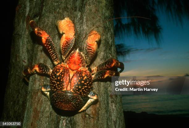 coconut crab on tree - coconut crab stock pictures, royalty-free photos & images